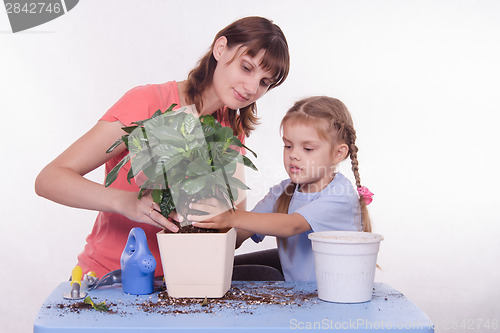 Image of Mom and daughter flower transplanted from pot to other