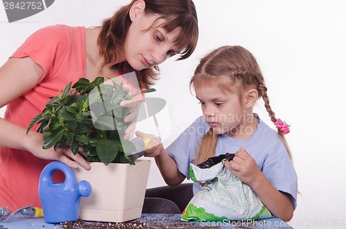Image of Girl pours ground in a flower pot