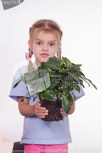 Image of Child transplants houseplant