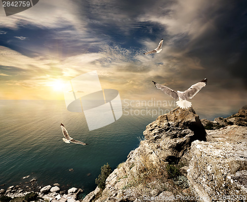 Image of Seagulls and sunset