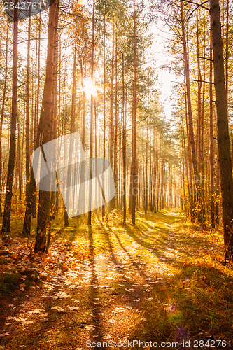 Image of Colorful autumn trees in forest