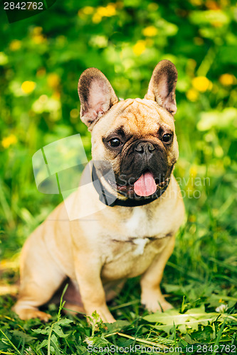 Image of Dog French Bulldog