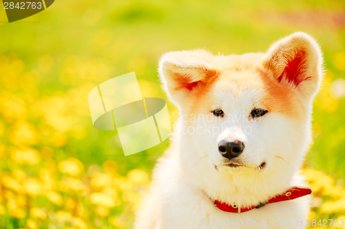 Image of Akita Dog (Akita Inu, Japanese Akita)
