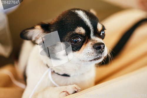 Image of Chihuahua dog close up portrait