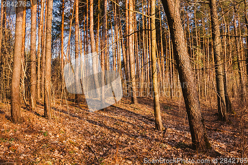 Image of Beautiful Landscape. Spring Time Forest At Sunset