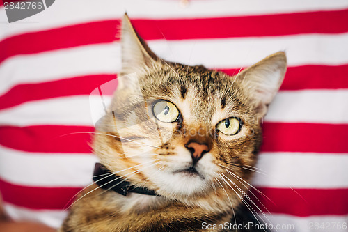 Image of Close Up Portrait Tabby Male Kitten Cat