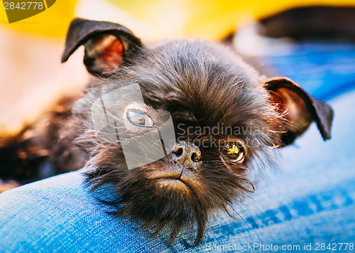 Image of Black Dog Griffon Bruxellois (Brussels, Belge)