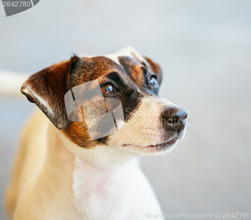 Image of Dog jack russel terrier