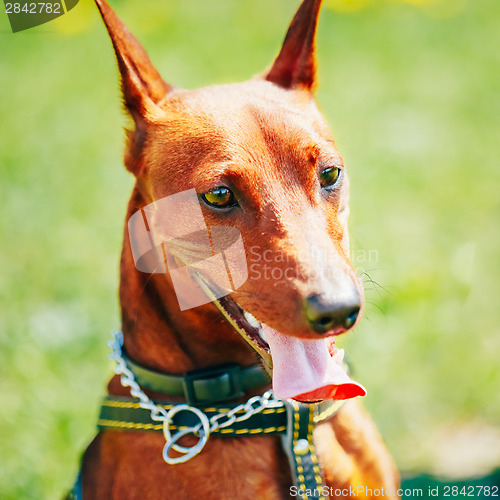 Image of Close Up Brown Dog Miniature Pinscher Head