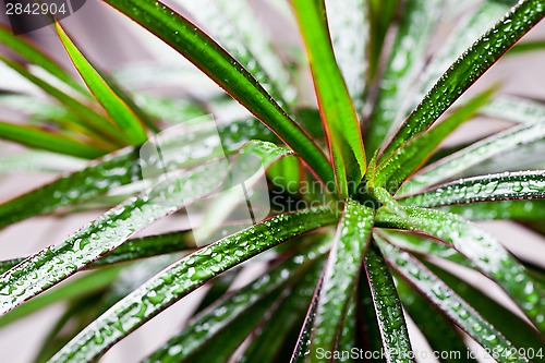 Image of dracena marginata with water drops 