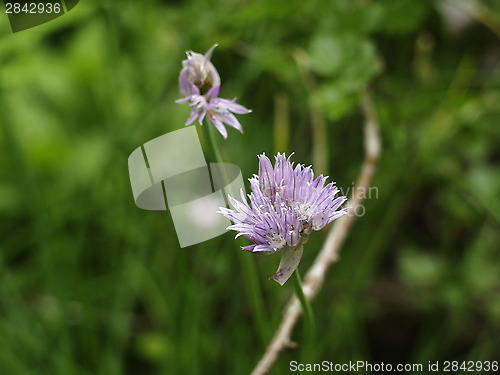 Image of Purple flower