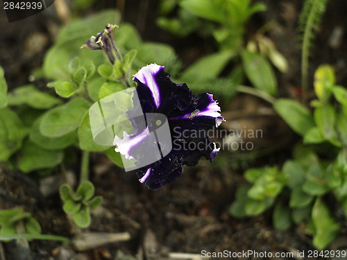 Image of flower