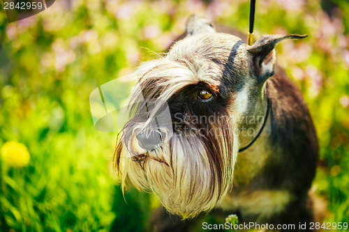 Image of Miniature Schnauzer Dog Sitting In Green Grass Outdoor