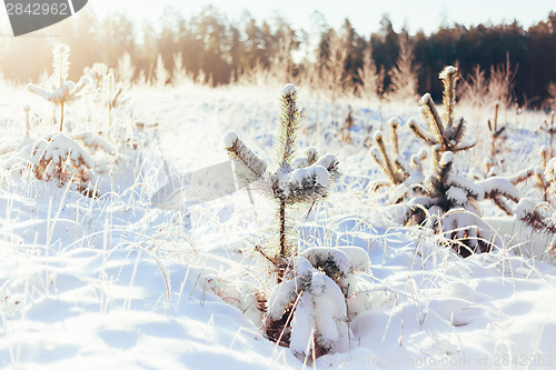 Image of Winter Forest Landscape