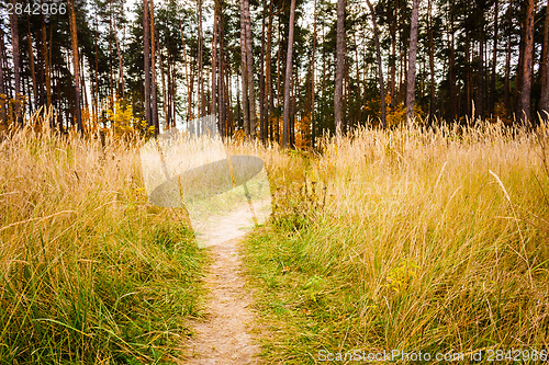 Image of Road through a colorful forest in autumn 