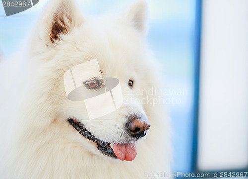 Image of White Samoyed dog