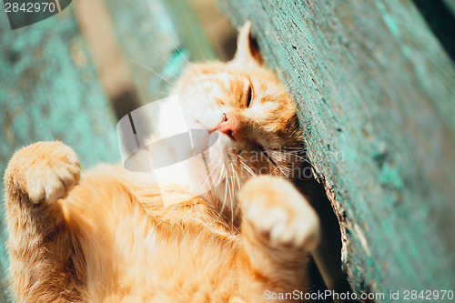 Image of Red kitten cat sleeps on a bench in park