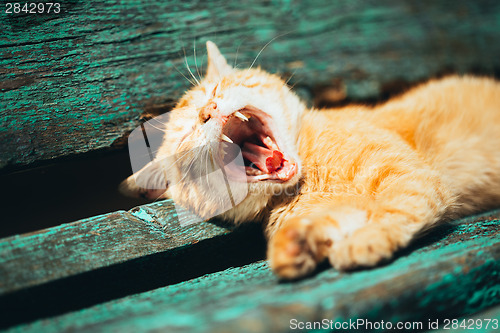 Image of Red kitten cat sleeps on a bench in park