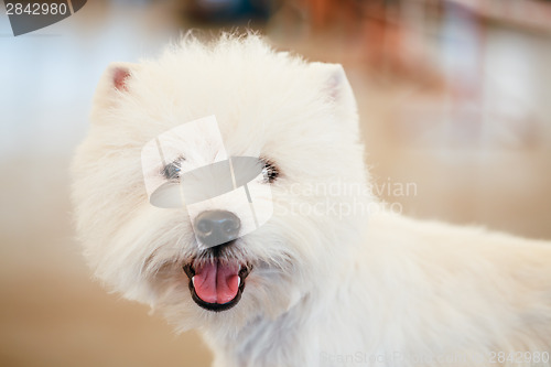 Image of West Highland White Terrier dog 