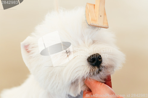 Image of West Highland White Terrier dog 