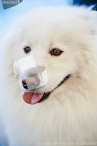 Image of White Samoyed dog