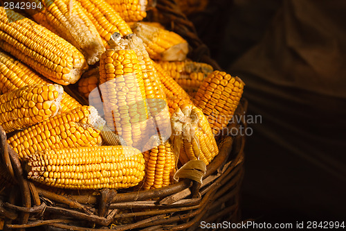 Image of Fresh Corn