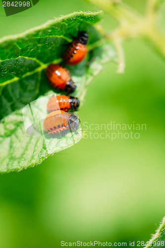 Image of Macro shoot of potato bug on leaf