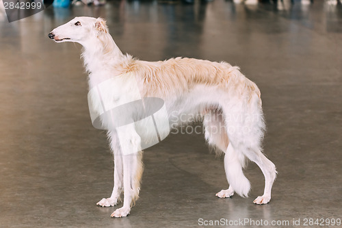 Image of White Dog Russian Borzoi Wolfhound