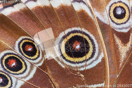 Image of Detailed macro of tropical butterfly wing