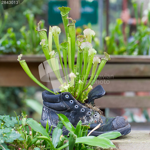 Image of Pitcher plants in an old shoe