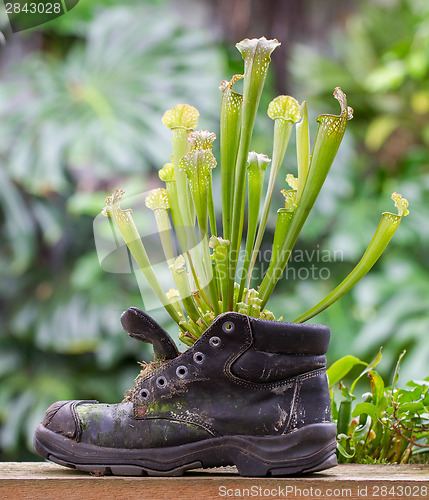 Image of Pitcher plants in an old shoe