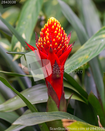 Image of Red tropical flower