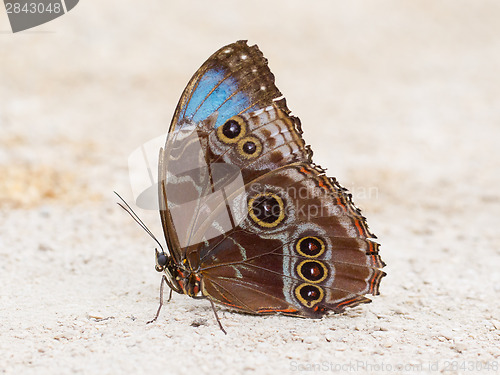 Image of Butterfly resting in sand