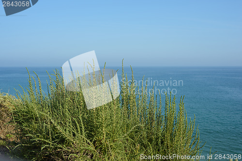 Image of Green bush against the blue sky