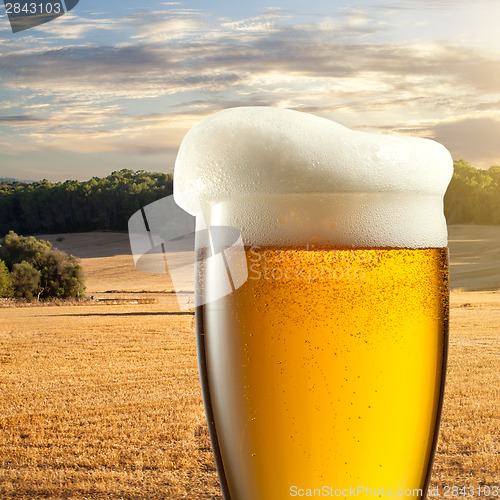 Image of Glass of beer against wheat field