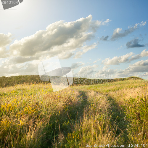 Image of Field of gold wheat and blue sky