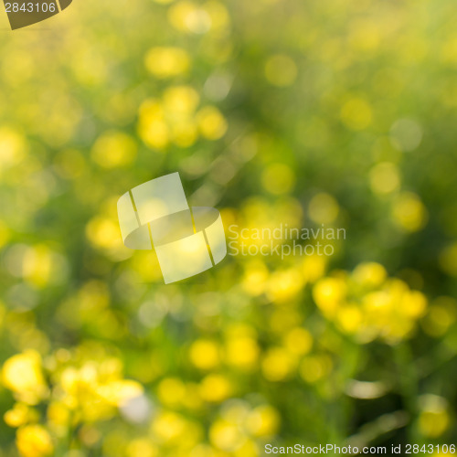 Image of flowers background with natural bokeh