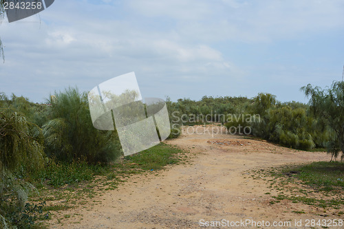 Image of The gravel road between the trees
