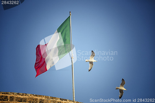 Image of Seagulls flying near Italian flag