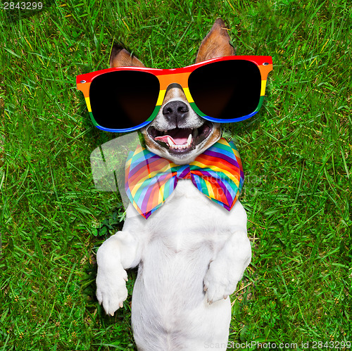 Image of very funny gay  dog