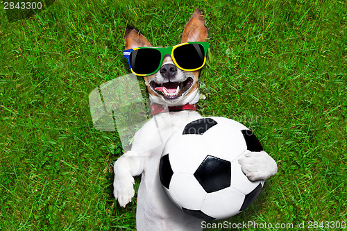 Image of funny brazil  soccer dog