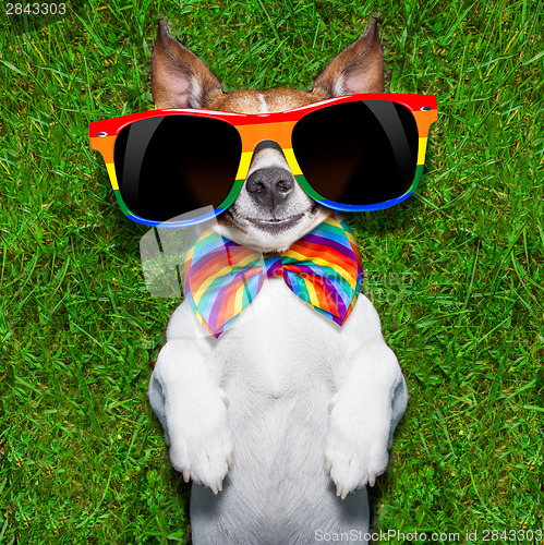 Image of very funny gay dog