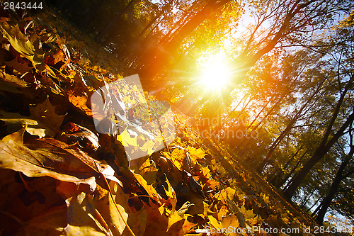 Image of Autumn leaf