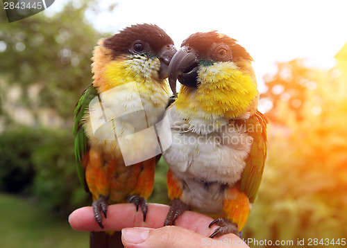 Image of Two birds sitting on a finger 