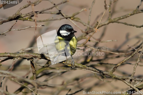 Image of great tit hiding amongst the twigs