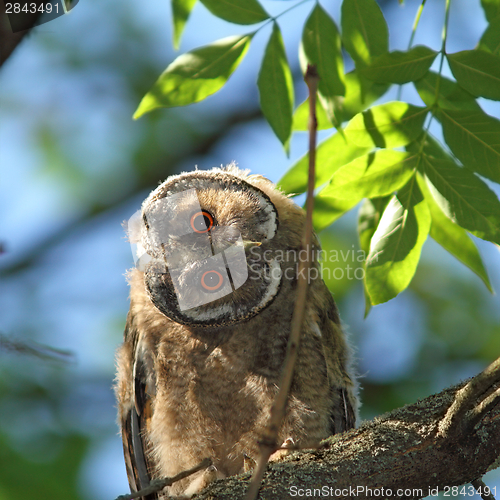 Image of asio otus juvenile in tree