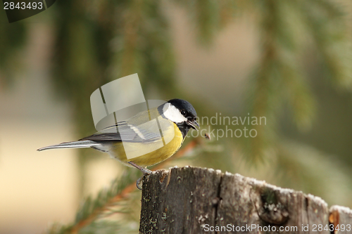 Image of birdie has dropped the food