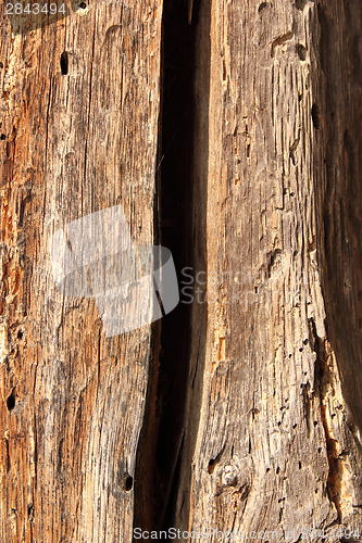 Image of old oak wood damaged by insects