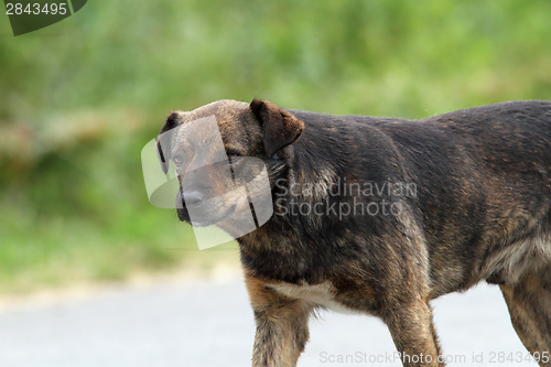 Image of feral dog on the street