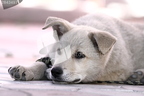 Image of cute lazy doggy